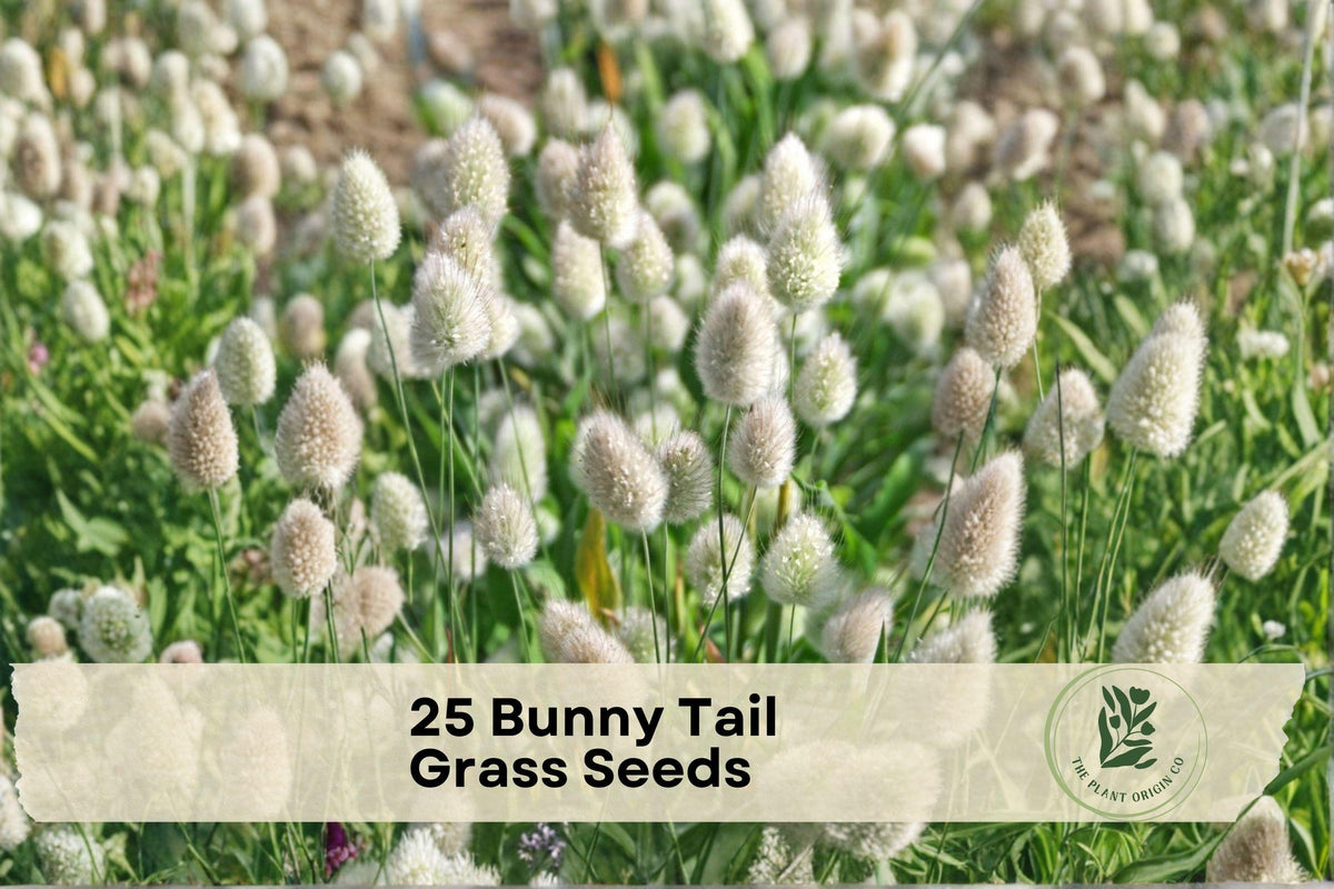 25 Bunny Tail Grass Seeds - Ornamental Lagurus ovatus for Borders, Containers & Dried Arrangements