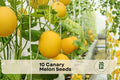 10 Canary Melon Seeds - Fruiting Vine, Golden Yellow Cucumis melo, Perfect for Small Gardens & Trellises