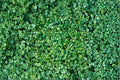 Dichondra Ground Cover Seeds – 100 Pack, Lawn Alternative, Perennial, Green Foliage, Dense Spreading, Landscape Planting