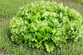 Dichondra Ground Cover Seeds 100 Pack – Organic Lawn Alternative Plant for Gardens & Containers – Dichondra repens Seed