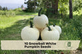 Snowball White Pumpkin Seeds – Cucurbita pepo, Bright White, 10 Pack for Fall Garden, Vegetable & Decorative Harvest Displays