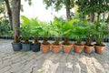 Palmetto Palm Seeds – Sabal palmetto Fan Palm for Tropical Gardens & Landscape Planting