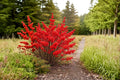 Winterberry Seedlings – 3 Live Ilex verticillata Deciduous Holly Shrubs for Landscape Gardens