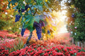 Wine Grape Seeds for Planting – Vitis vinifera Fruiting Vine, Vineyard, Garden, Climbing Plant, 50 Seeds