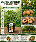Grafted Sapodilla Tree Live Plant – Tropical Fruit Tree Starter – Manilkara zapota 12"-24" for Garden, Patio, Orchard