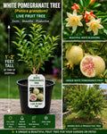 White Pomegranate Tree Live Plant – 1-2 Feet, Fruit-Bearing Punica granatum Starter Tree for Garden & Container Growing