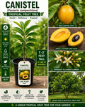 Canistel Live Plant – Pouteria campechiana Tropical Fruit Tree Starter – 1'-2' Tall Eggfruit Tree for Garden, Patio, or Orchard