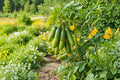 Mini-Me Cucumber Seeds – Compact Cucumis sativus for Container & Small Gardens, Miniature Green Cucumbers, 10+ Seeds