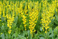 Yellow Wild Indigo Seeds – Baptisia sphaerocarpa Native Perennial Wildflower for Pollinator Gardens