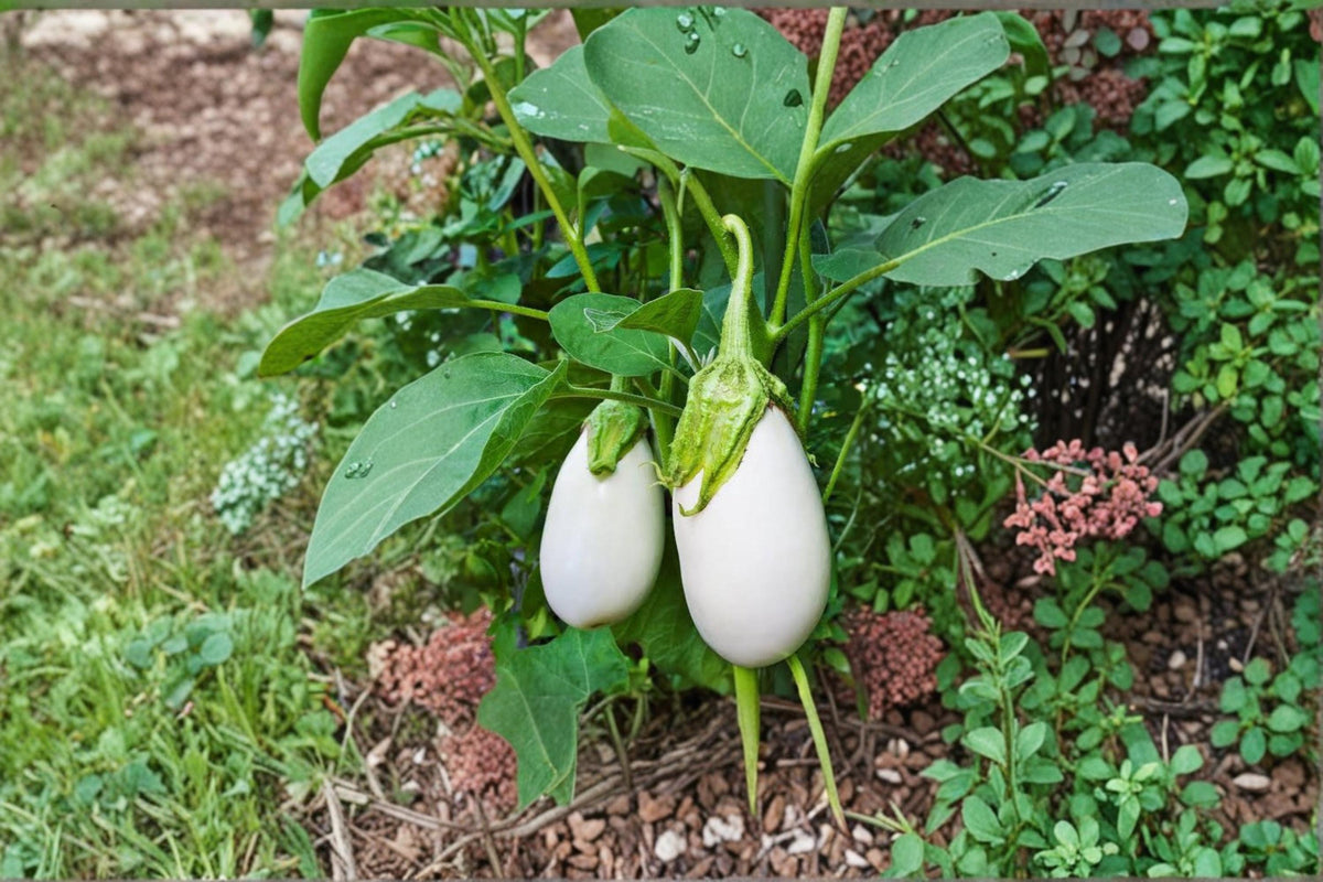 White Eggplant Seeds 100ct – Solanum melongena Heirloom Vegetable Seeds for Garden, Container & Raised Bed Planting