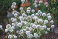 Rattlesnake Master Seeds 100 Count – Eryngium yuccifolium Native Prairie Perennial Garden Plant
