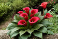 Red Calla Lily Rhizomes – Zantedeschia Premium Red Flower Bulbs for Garden, Border, Container Planting