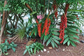 Bamboo Palm Seeds 10 Pack – Chamaedorea seifrizii Tropical Ornamental Palm for Gardens & Containers