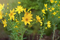 Yellow Swamp Marigold Seeds 100 Count – Bidens aristosa var. mutica Native Wildflower Seeds for Pollinator Gardens