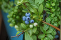 Lowbush Blueberry Seeds 30 Count – Vaccinium angustifolium Fruit Shrub for Edible Gardens and Landscaping