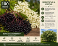 Black Elderberry Seeds – Sambucus nigra Berry Shrub, Perennial with White Flowers & Dark Berries, Wildlife & Landscape Plant