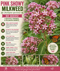 Showy Milkweed Seeds 60 Pack – Asclepias speciosa Perennial Wildflower with Pink and White Blooms for Butterfly Gardens