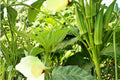 Clemson Spineless Okra Seeds – 55 Pack, Abelmoschus esculentus, Annual Vegetable Garden Seeds for Home, Raised Bed, and Vegetable Patch
