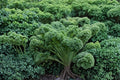 Dwarf Blue Kale Seeds – Brassica oleracea Acephala Group, Compact Leafy Vegetable, Blue-Green Foliage, Heirloom-Style, 100+ Seeds