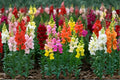 Snapdragon Seeds 250+ | Antirrhinum majus Flower Seeds for Garden Beds & Borders | Ornamental Garden Blooms