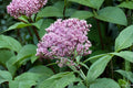Joe Pye Weed Seeds 165 Pink Perennial Wildflower Eupatorium maculatum for Butterfly Garden