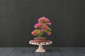 Royal Azalea Bonsai Tree Seeds – 30 Rhododendron schlippenbachii Flowering Shrub for Bonsai & Landscaping