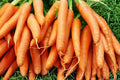 Nantes Scarlet Carrot Seeds – Daucus carota, Heirloom Orange Root Crop, 775 Seeds for Garden, Full Sun, Well-Drained Soil