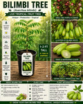 Live Bilimbi Tree – USDA Certified 1–2 Ft Tropical Fruit Tree – Averrhoa bilimbi Cucumber Tree for Warm Climates