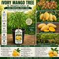 Grafted Ivory Mango Tree Live Plant 1–2 Ft, Mangifera indica, Tropical Fruit Tree, USDA Certified