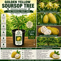 Golden Yellow Soursop Tree 1–2 Ft Live Plant, Annona muricata, Tropical Fruit Tree, Evergreen Foliage, USDA Certified