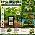 Tropical Almond Tree Live Plant 1–2 Ft, Ornamental Shade Tree, Terminalia catappa, USDA Certified