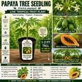 Live Papaya Tree Seedling – 1-2 Ft Tropical Fruit Plant, Carica papaya, USDA Certified, Grow Your Own Tropical Fruit