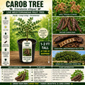 Carob Tree Live Plant 1–2 Ft Ceratonia siliqua Mediterranean Fruit Tree USDA Certified