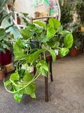 Golden Pothos Rooted Cutting – Live Indoor Houseplant with Bright Golden Variegation, Epipremnum Aureum, Easy-Care, Natural Decor Plant