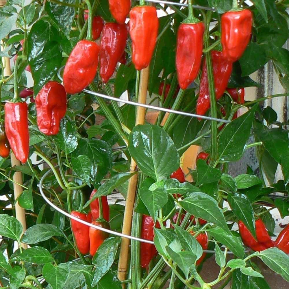 Twisters Extendable Plant Supports – Set of 3