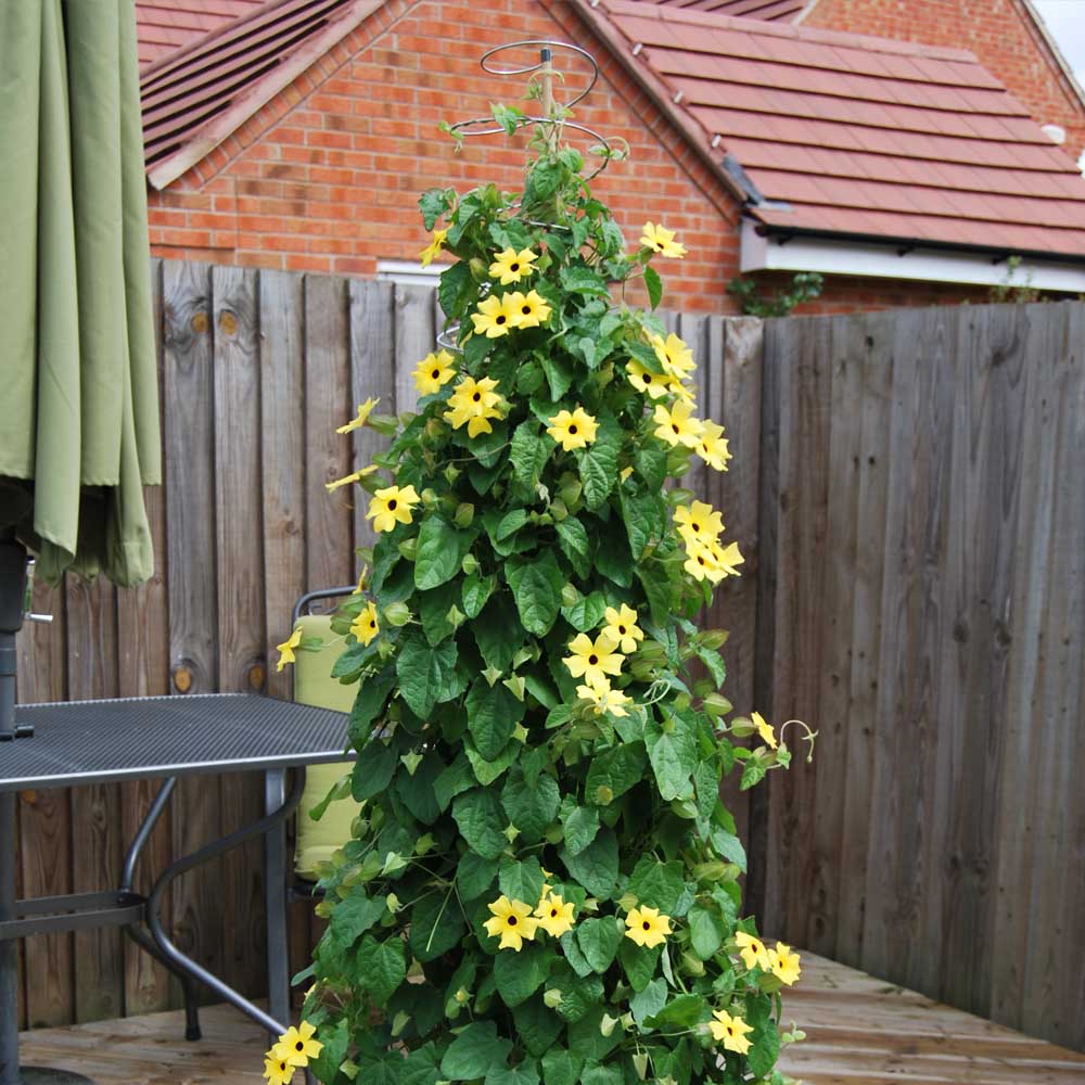 Twisters Extendable Plant Supports – Set of 3