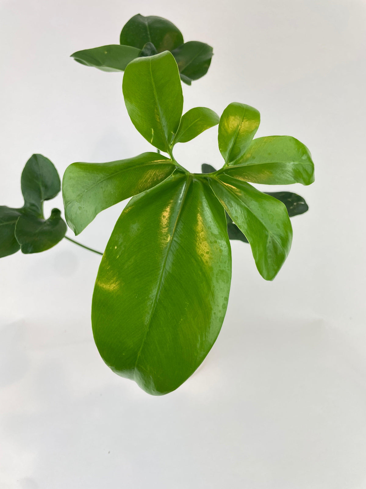 Thaumatophyllum Spruceanum (Philodendron Goeldii)