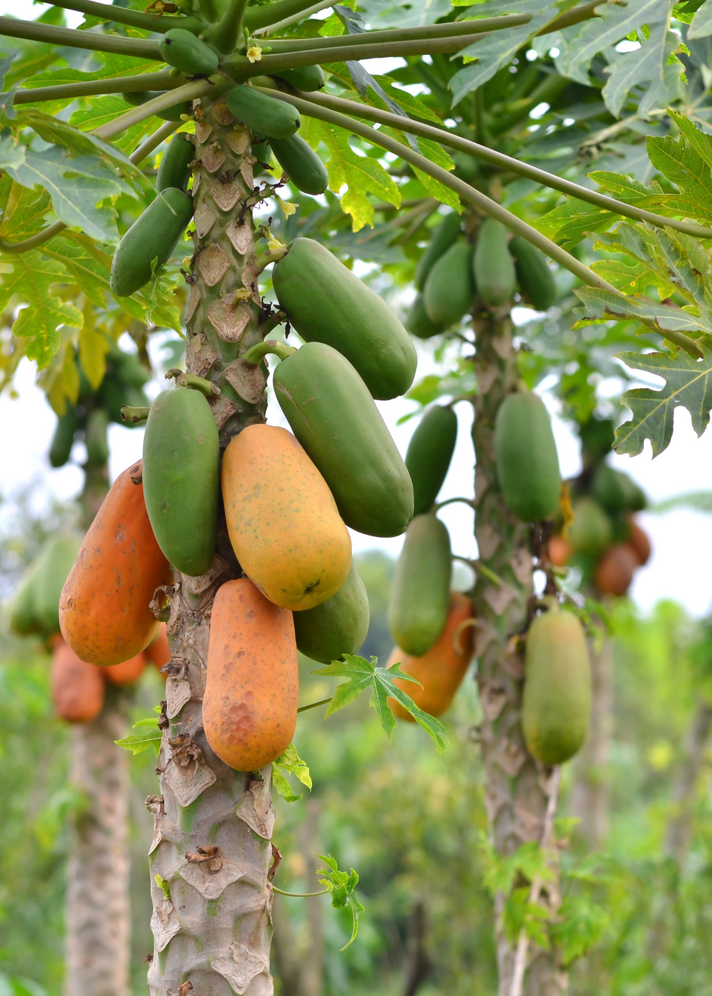 Fast Growing Fruit Tree Bundle: Star Fruit & Papaya