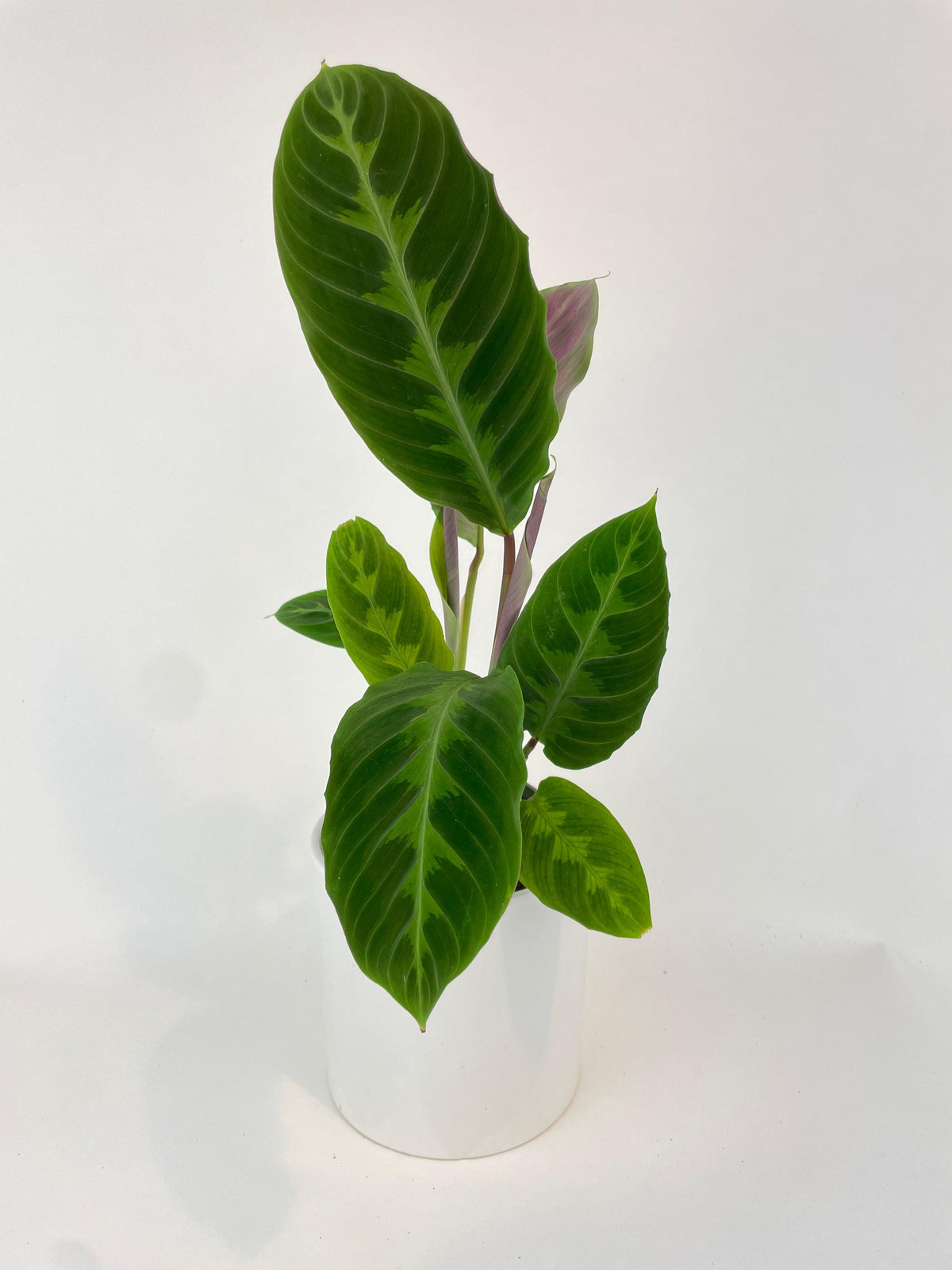 Calathea Warscewiczii “Jungle Velvet”