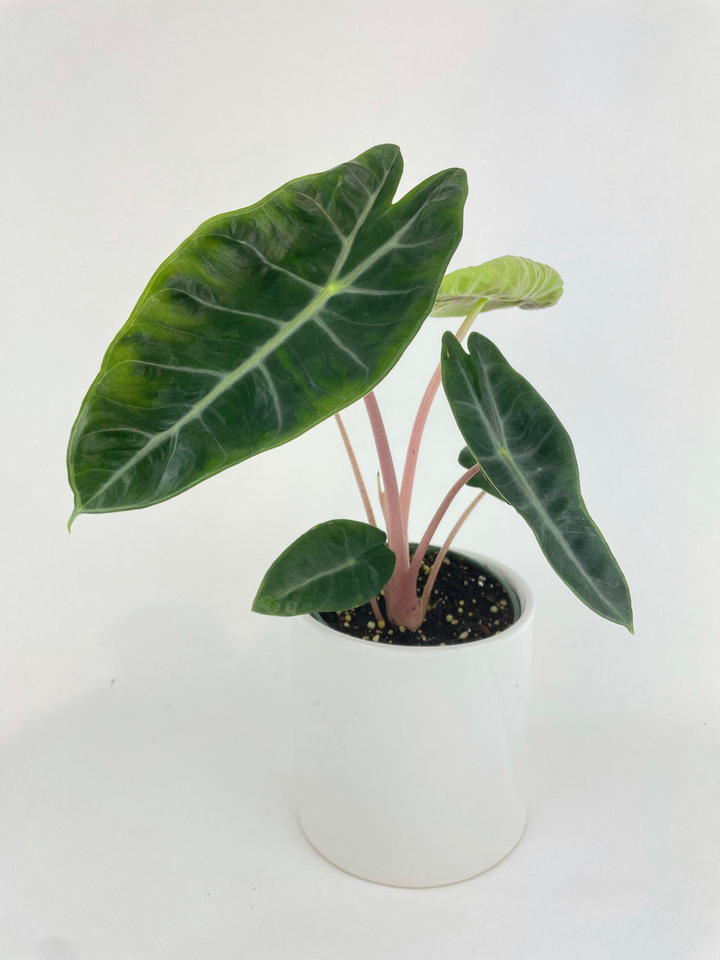 Alocasia Pink Dragon