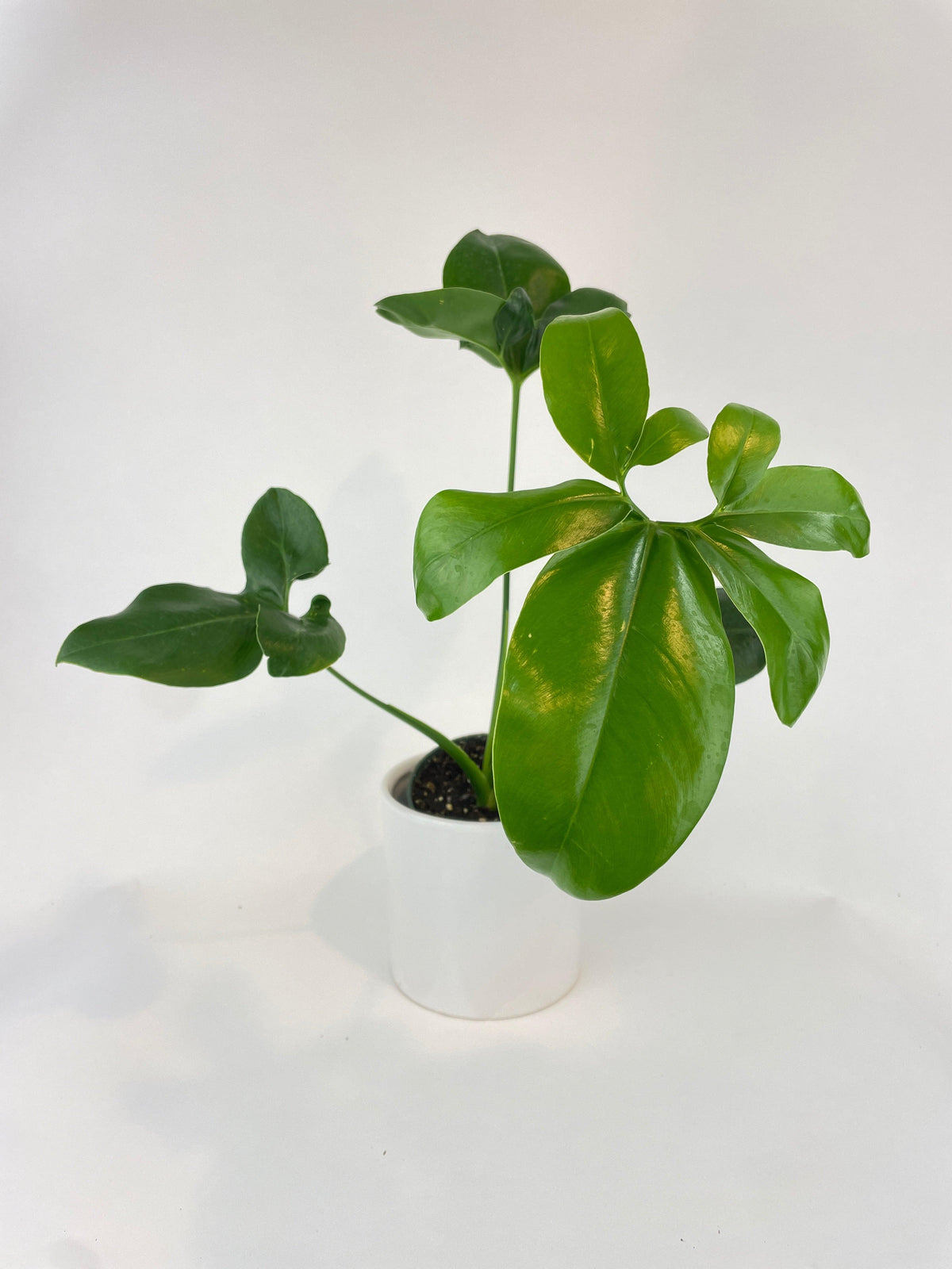 Thaumatophyllum Spruceanum (Philodendron Goeldii)