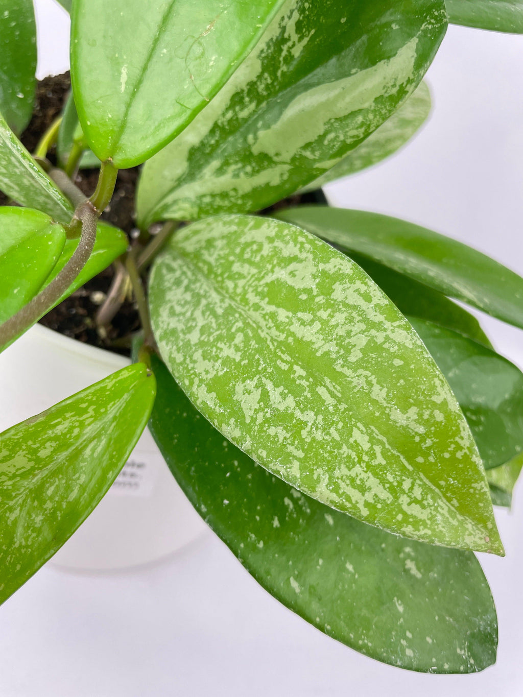 Hoya Pubicalyx Splash