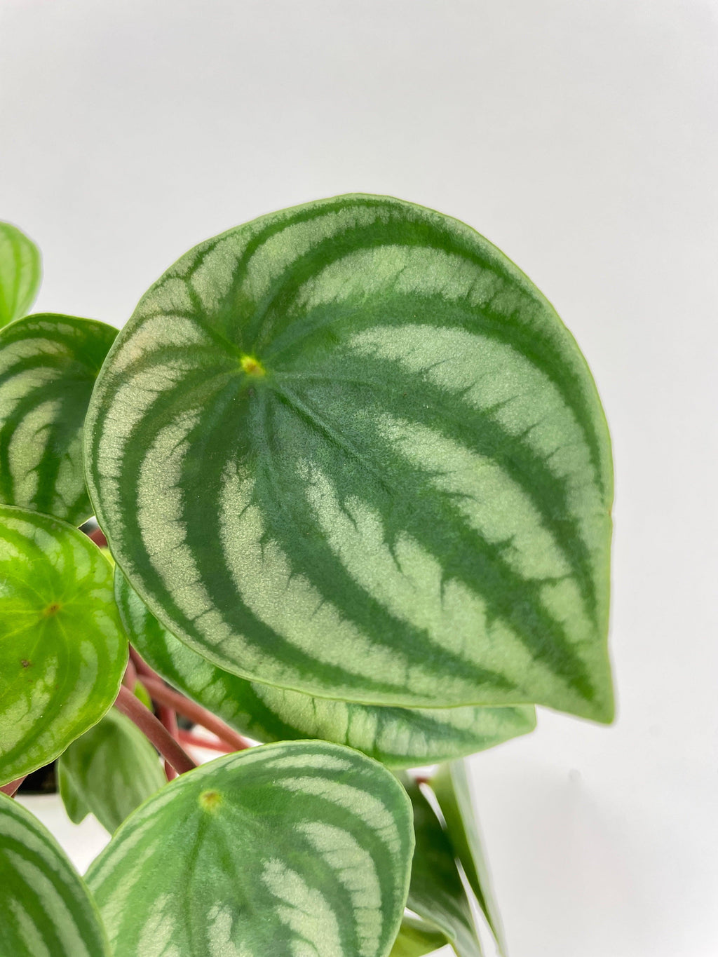 Watermelon Peperomia Argyreia