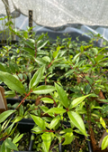 Cas Guava, Costa Rican Guava (Psidium friedrichsthalianum)