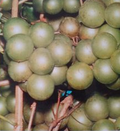 Frye Scuppernong Grape Vine 1 Gallon Live Plant, Muscadine Fruit Vine for Garden Trellis, Climbing Vine, Vitis rotundifolia