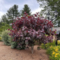 Live Redbud Tree 4-6 ft Burgundy Foliage Flowering Cercis canadensis Merlot