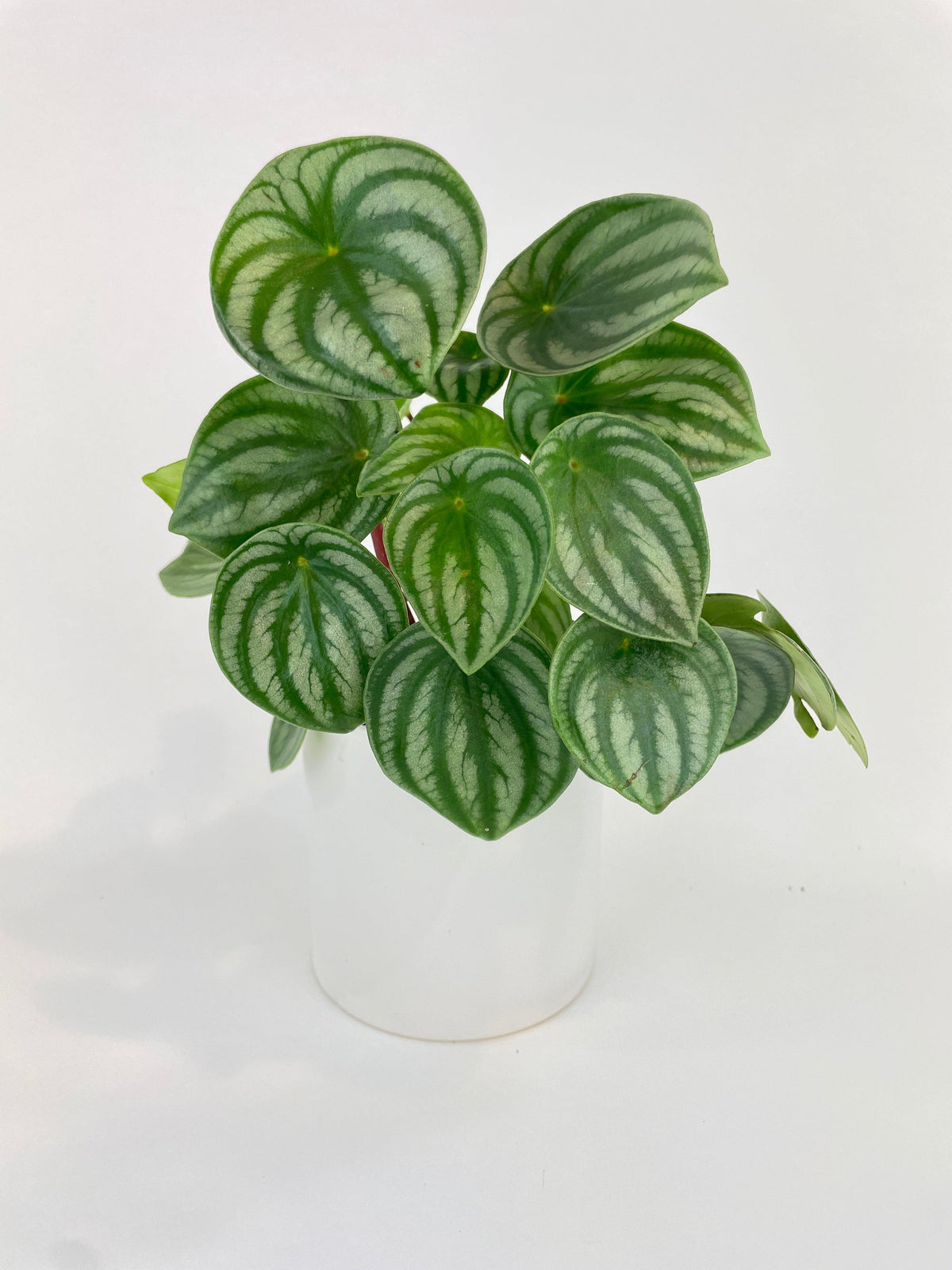 Watermelon Peperomia Argyreia
