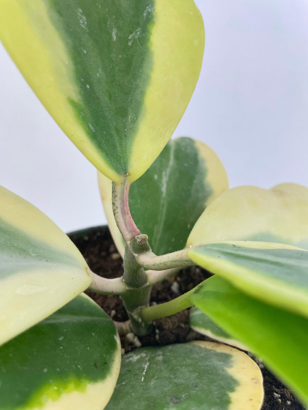Variegated Sweetheart Hoya Kerrii Albo