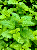 Germander Live Plant | Rooted Perennial Herb | Teucrium chamaedrys | Compact, Full Sun, Border, Cottage Garden
