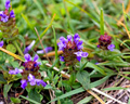 Prunella vulgaris Live Plants – 3 Rooted Starter Plants, Purple Flowers, Ground Cover, Perennial Herbaceous Plant